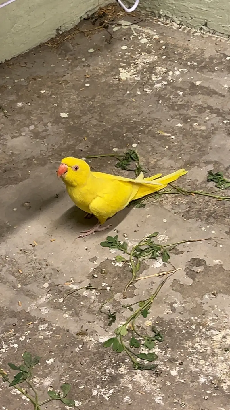 Yellow breeder female — photo 2