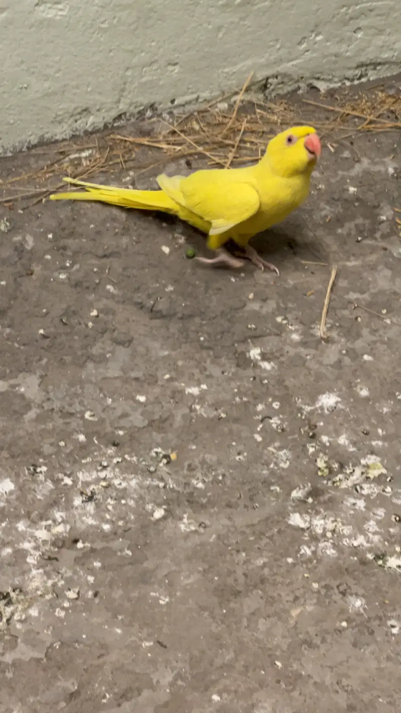 Yellow breeder female — photo 3