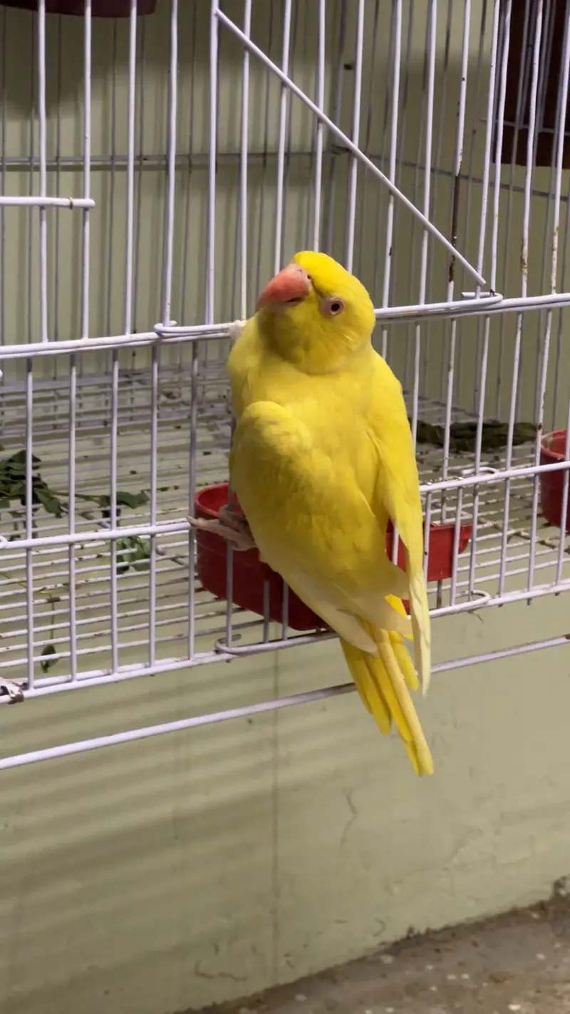 Yellow breeder female — photo 4
