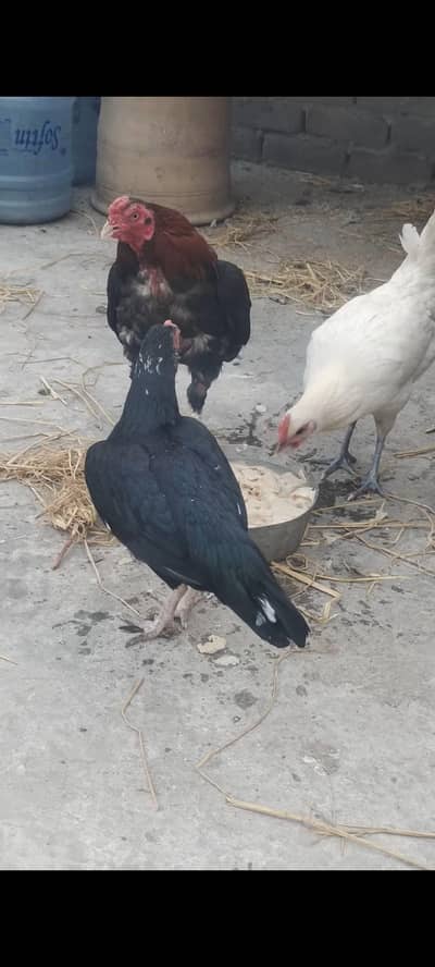 Achi nasal Ka murga hn ek aseel murgi hn sath