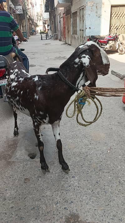 makhi chini long height big face bakri
