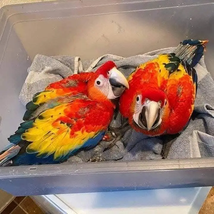 rad macaw parrot for sale good looking 03361194076