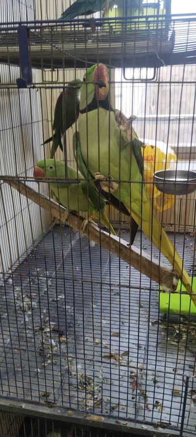 I am Selling Raw Parrot 2 Pairs