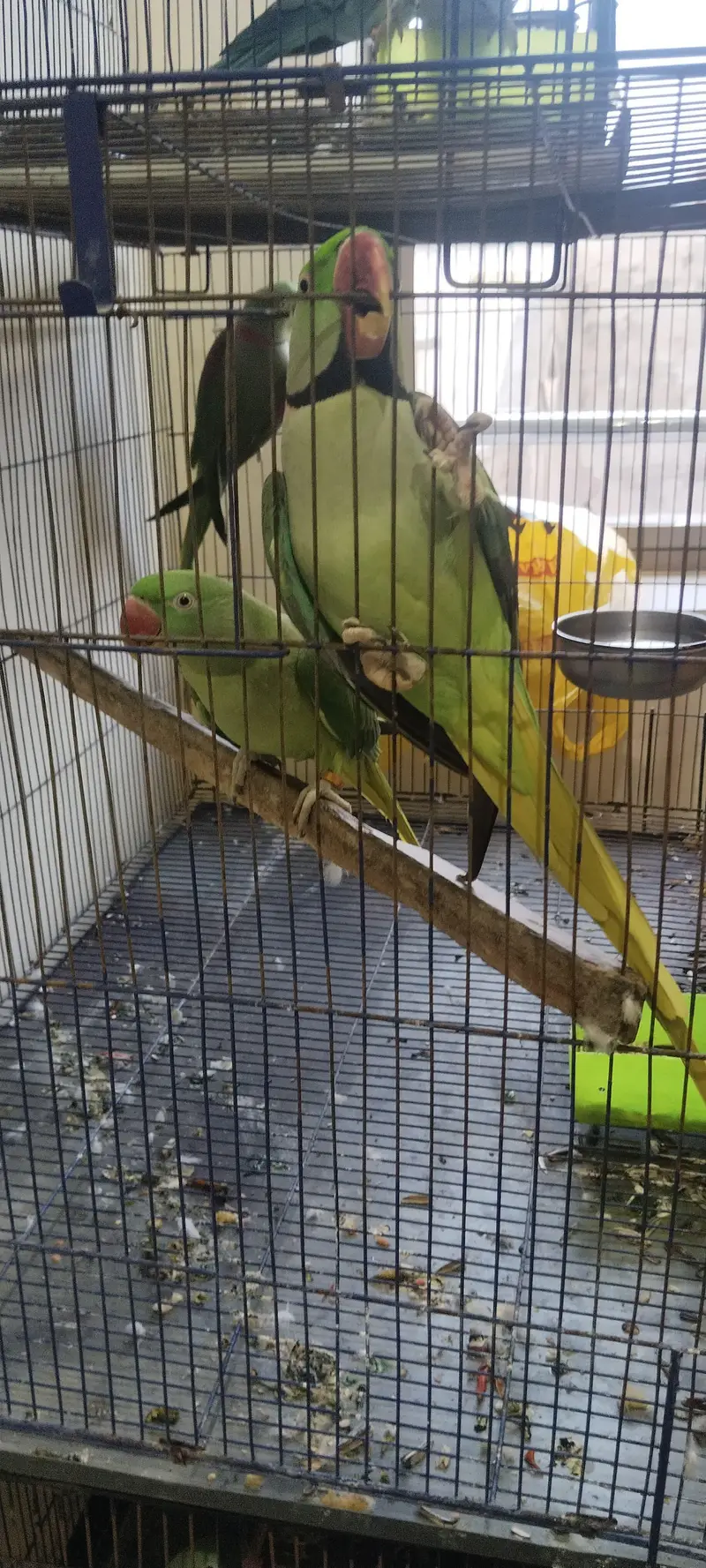 I am Selling Raw Parrot 2 Pairs