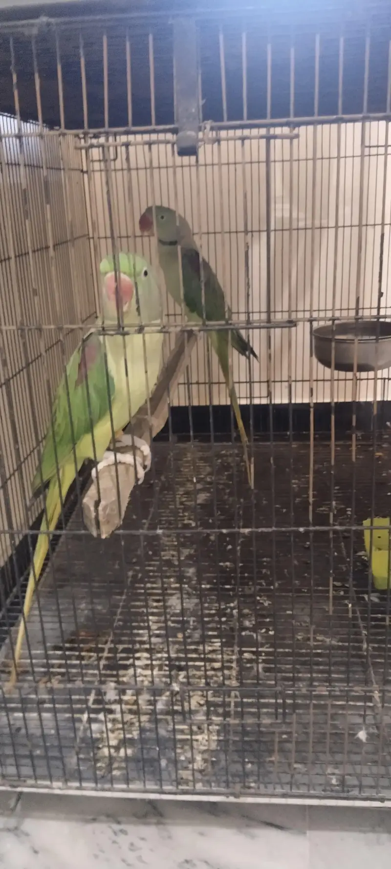 I am Selling Raw Parrot 2 Pairs — photo 2