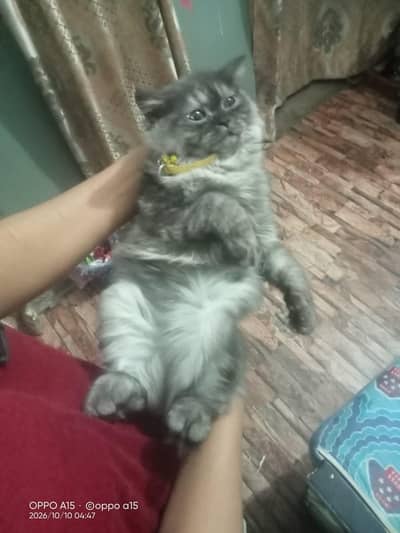 2 month old kitten for sale