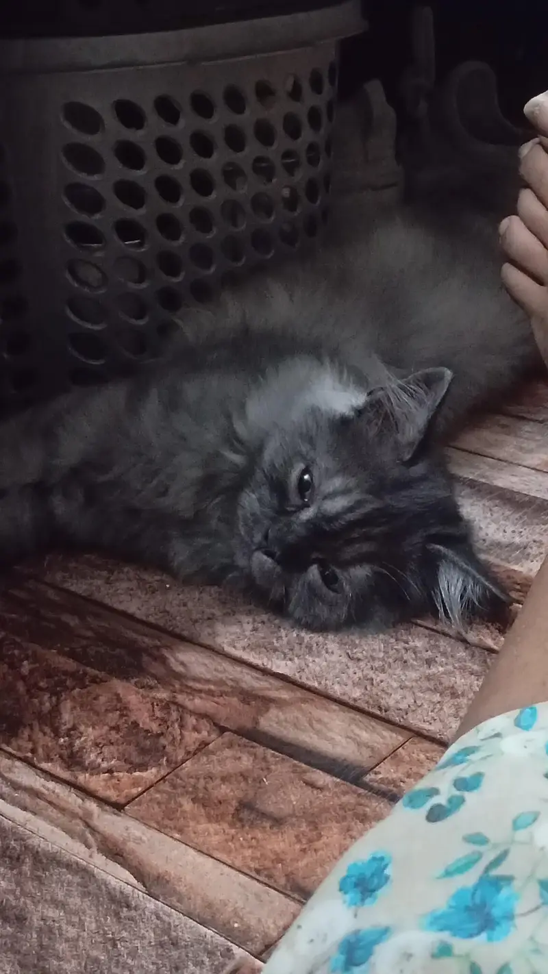 2 month old kitten for sale — photo 2
