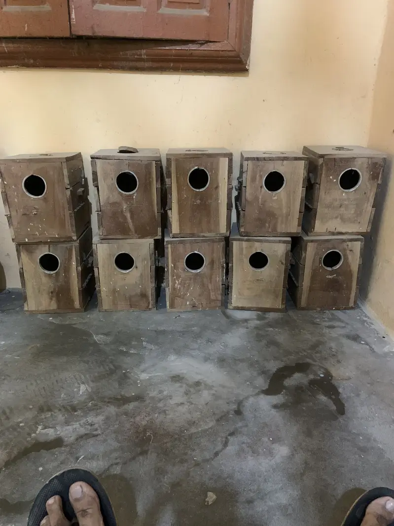 Lovebirds keker breeding boxes — photo 4