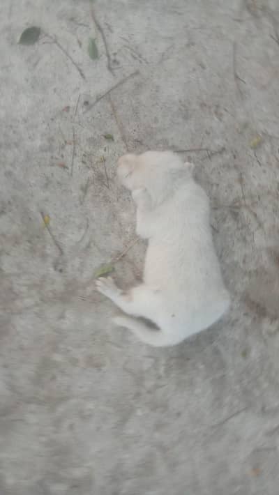 Russian dog Pink nose for sale