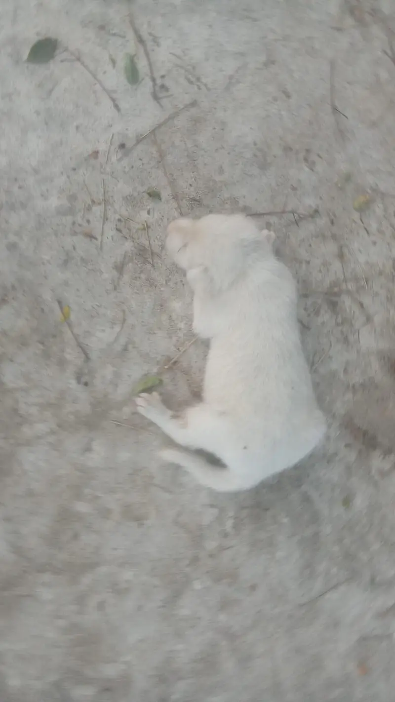 Russian dog Pink nose for sale