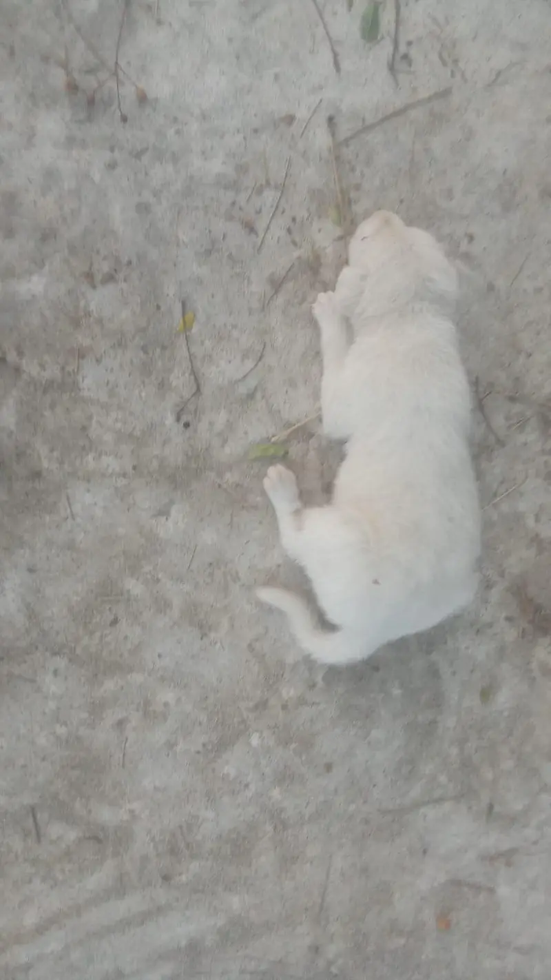 Russian dog Pink nose for sale — photo 2