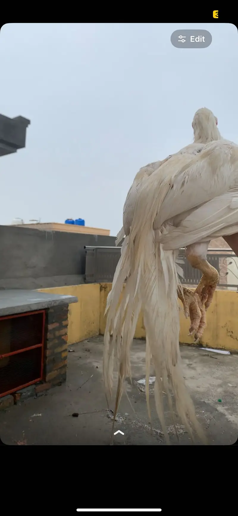 Beak parrot face aseel hera pair