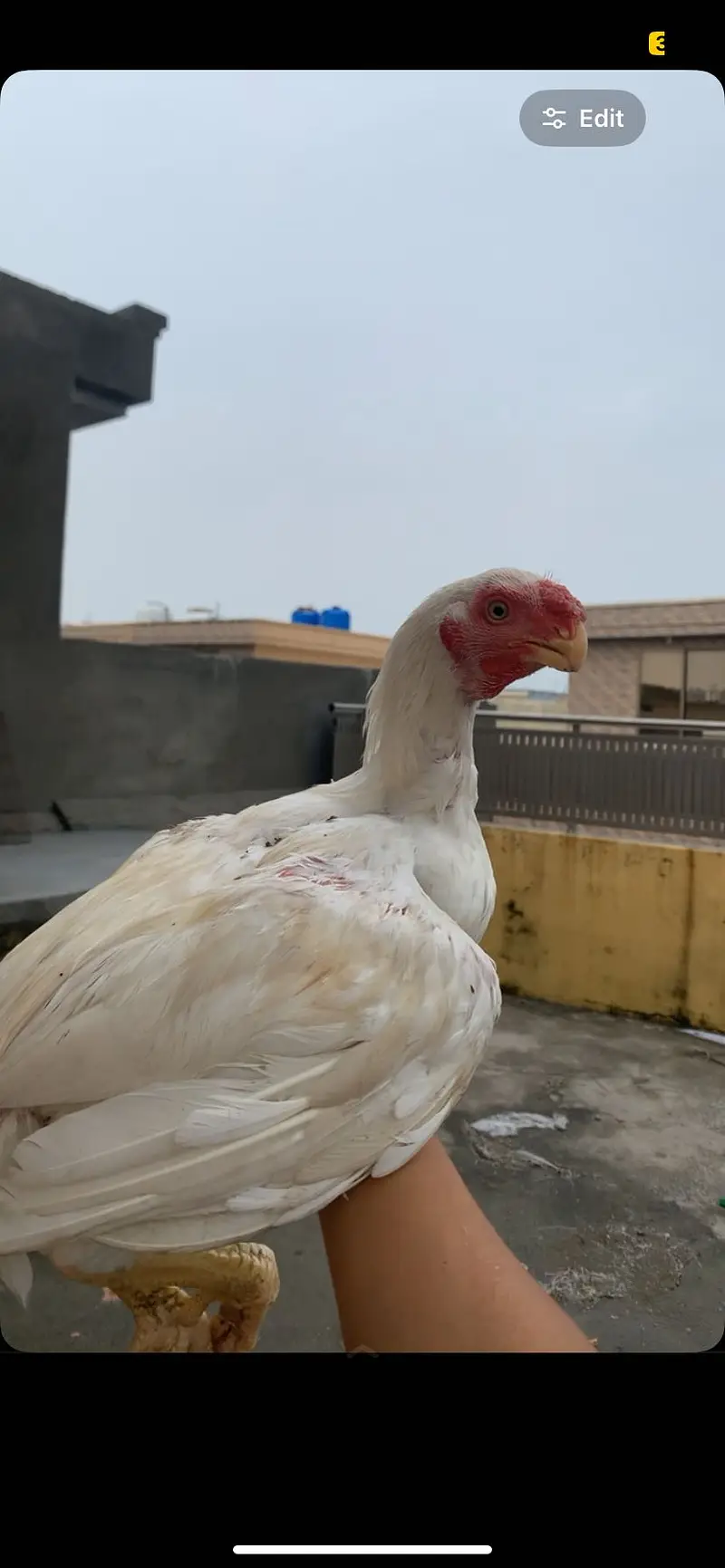 Beak parrot face aseel hera pair — photo 2