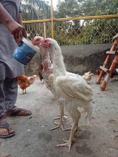 Heera Aseal breeder & pathy pathia for sale