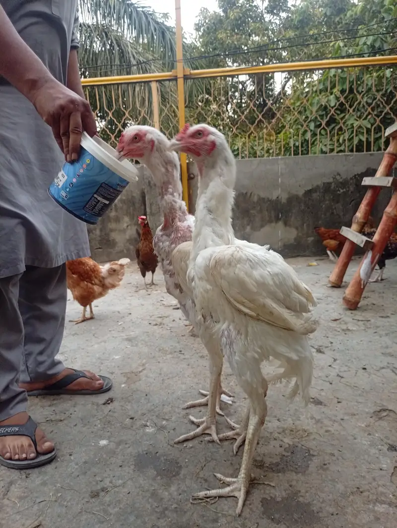Heera Aseal breeder & pathy pathia for sale — photo 2