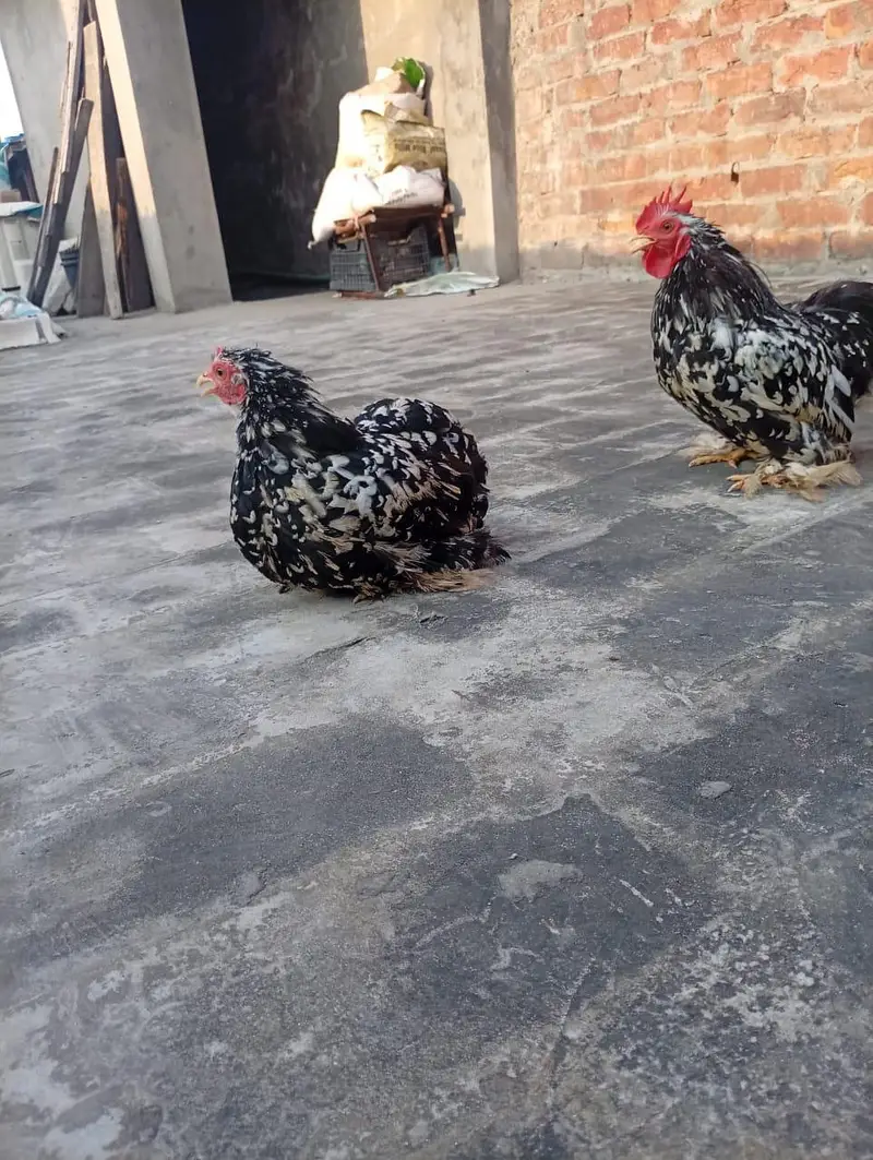 Heera Aseal breeder & pathy pathia for sale — photo 3