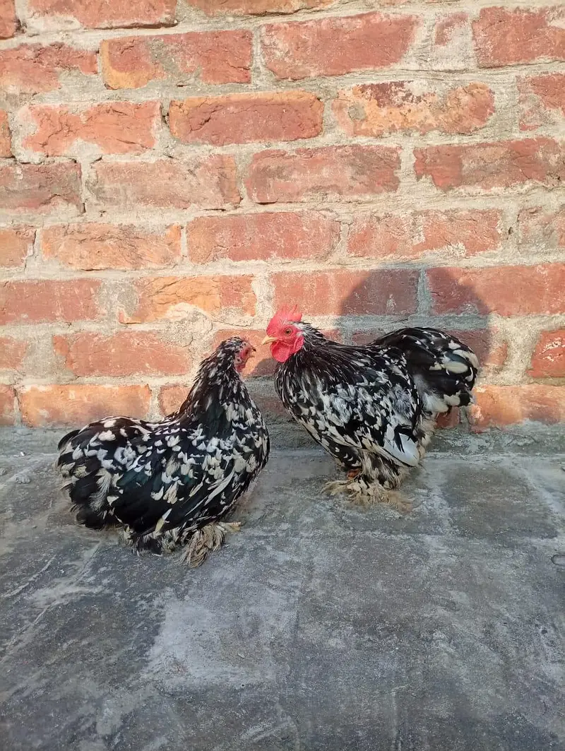 Heera Aseal breeder & pathy pathia for sale — photo 4