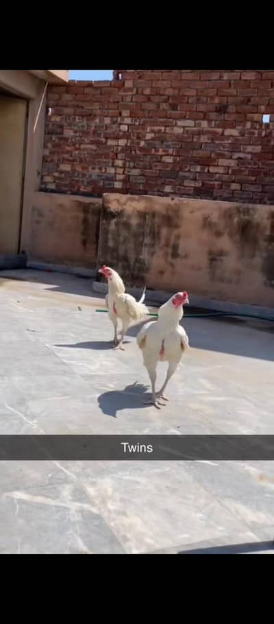 Heera Aseal breeder & pathy pathia for sale