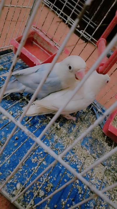 Albino red eye