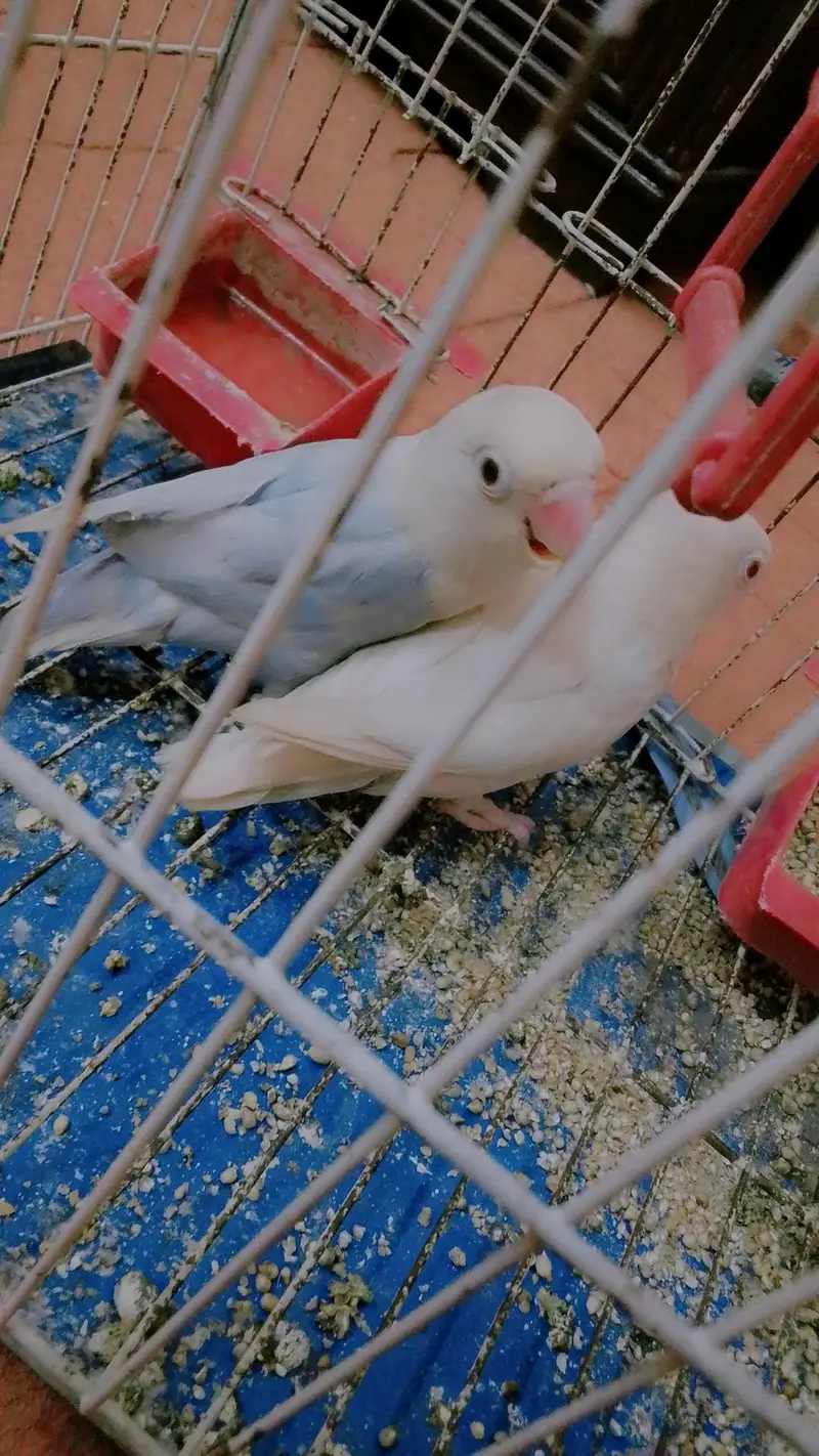 Albino red eye
