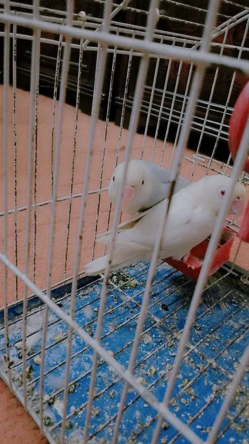 Albino red eye — photo 2