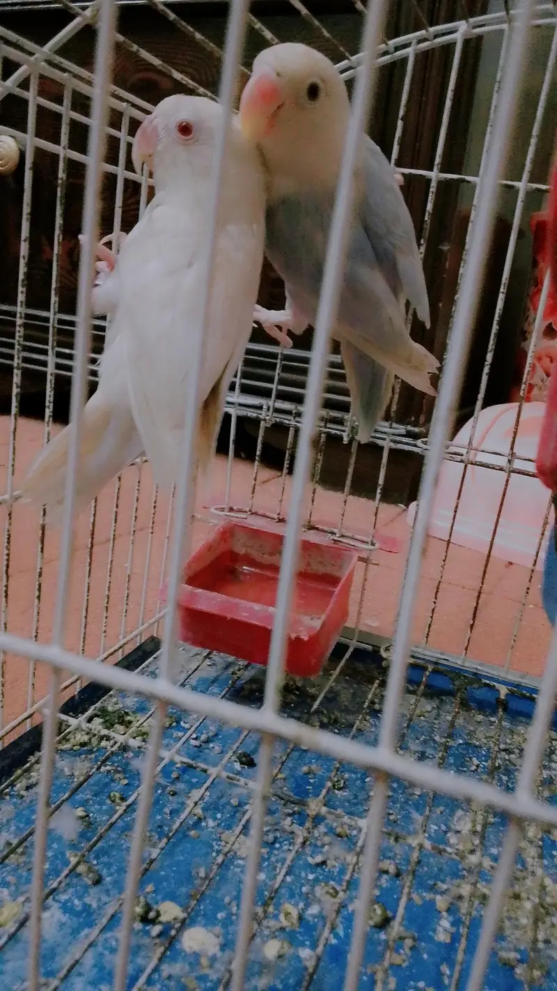 Albino red eye — photo 3