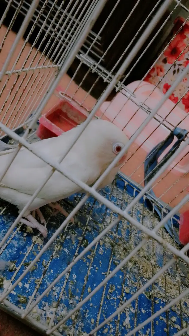 Albino red eye — photo 4