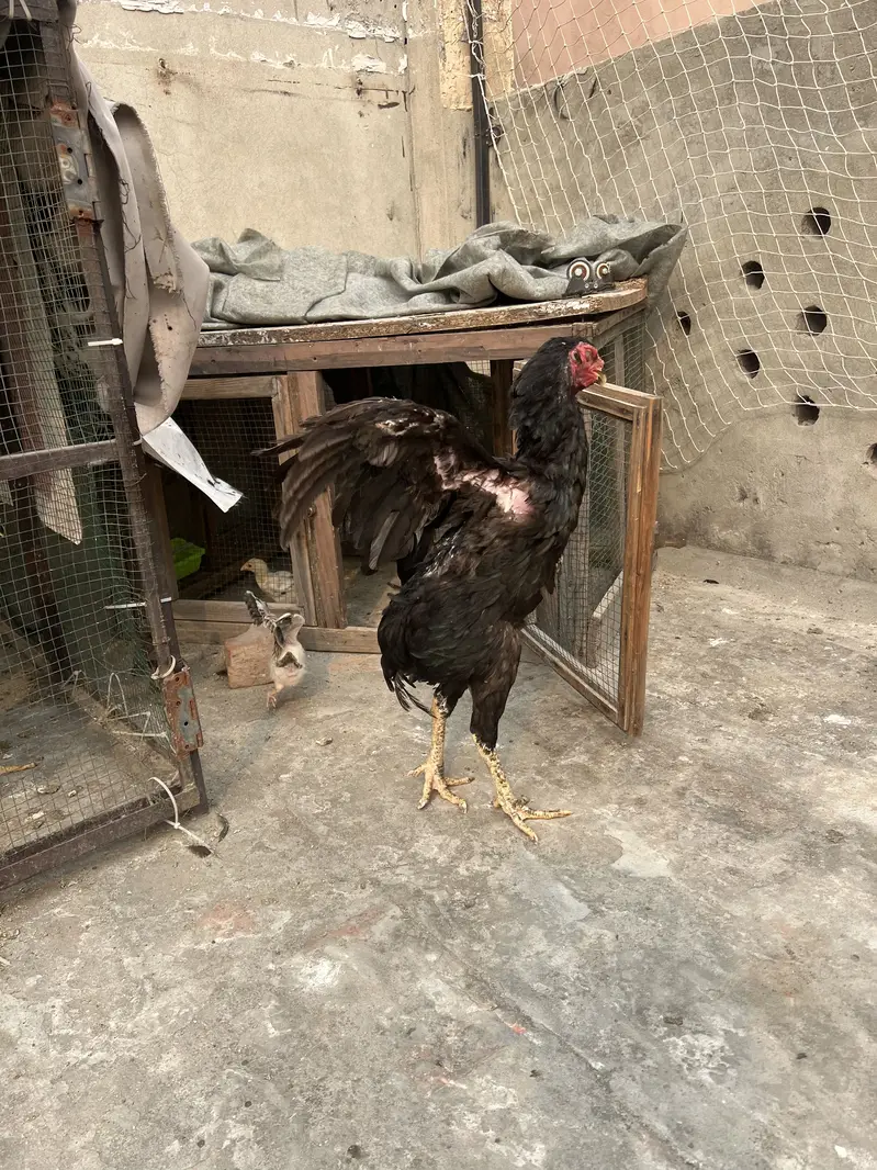 Aseel Thai and 2 chiks — photo 2