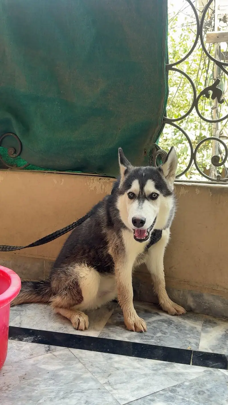 5 month ka hai — photo 2