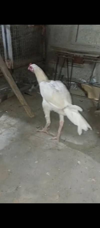 hera male shamo ke female ka bacha h