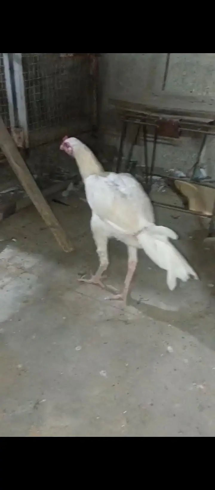 hera male shamo ke female ka bacha h