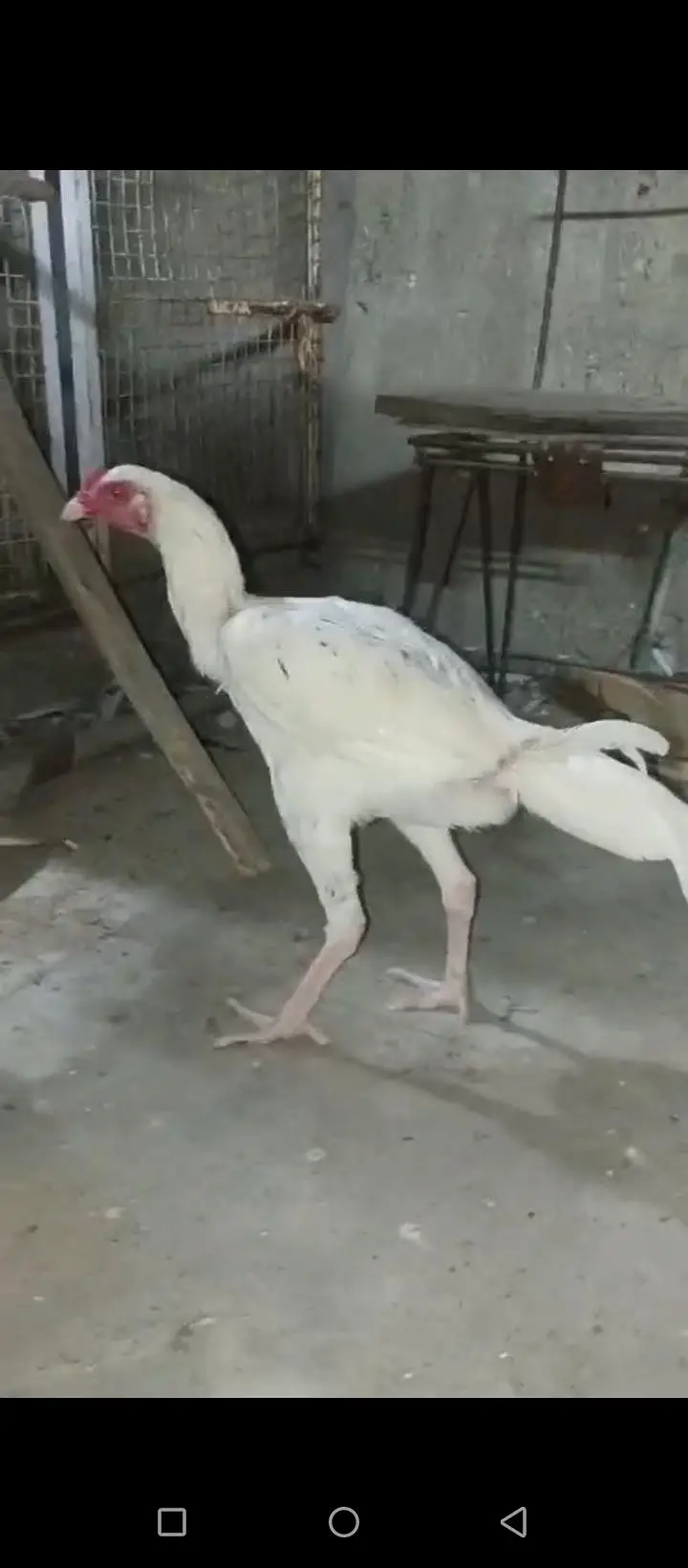 hera male shamo ke female ka bacha h — photo 2