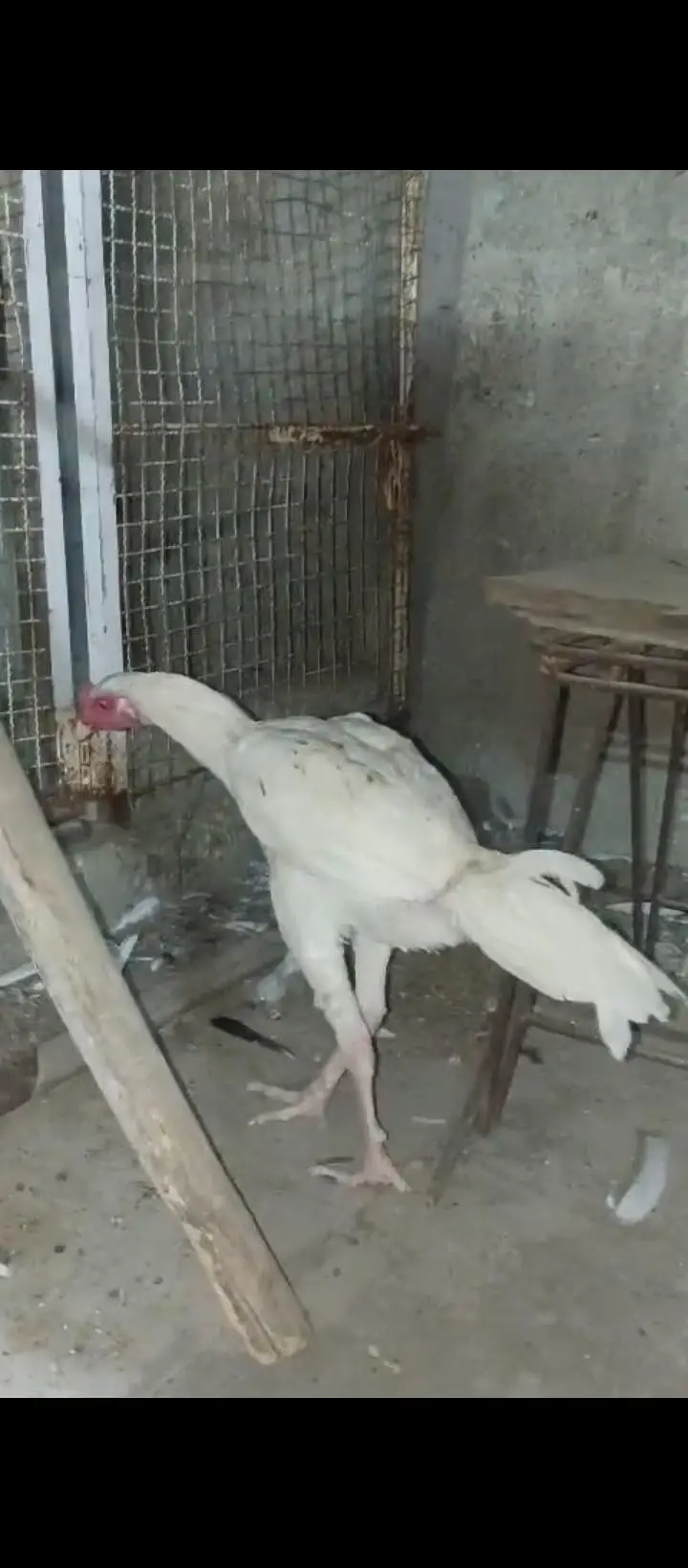 hera male shamo ke female ka bacha h — photo 3
