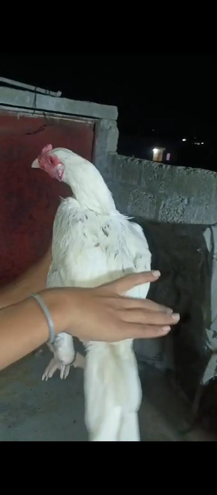 hera male shamo ke female ka bacha h — photo 4