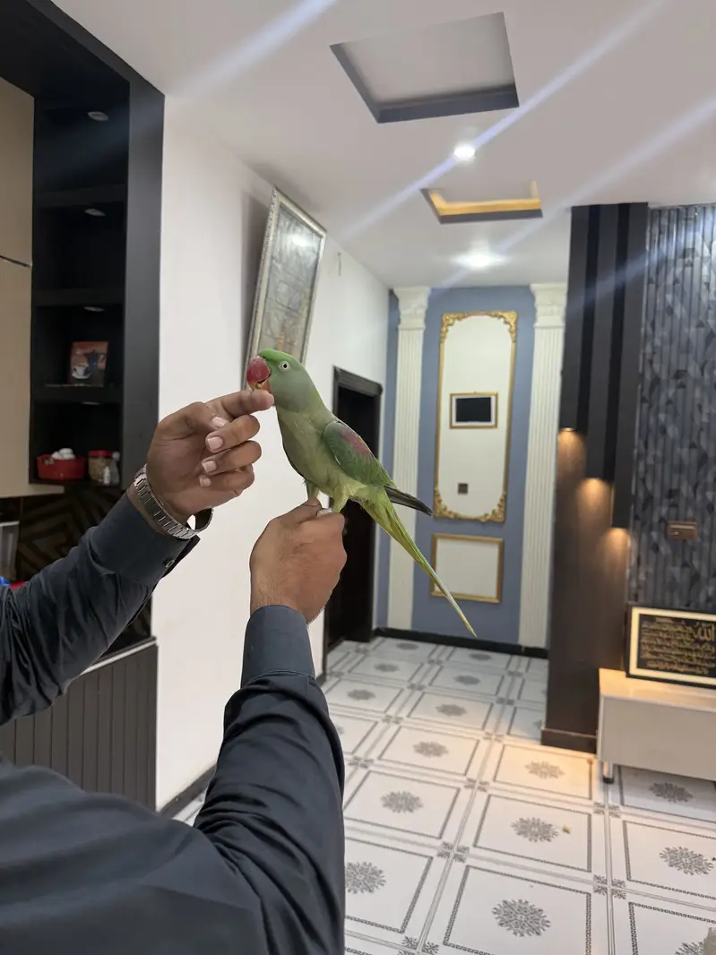 Beautiful raw parrot for sale with cage