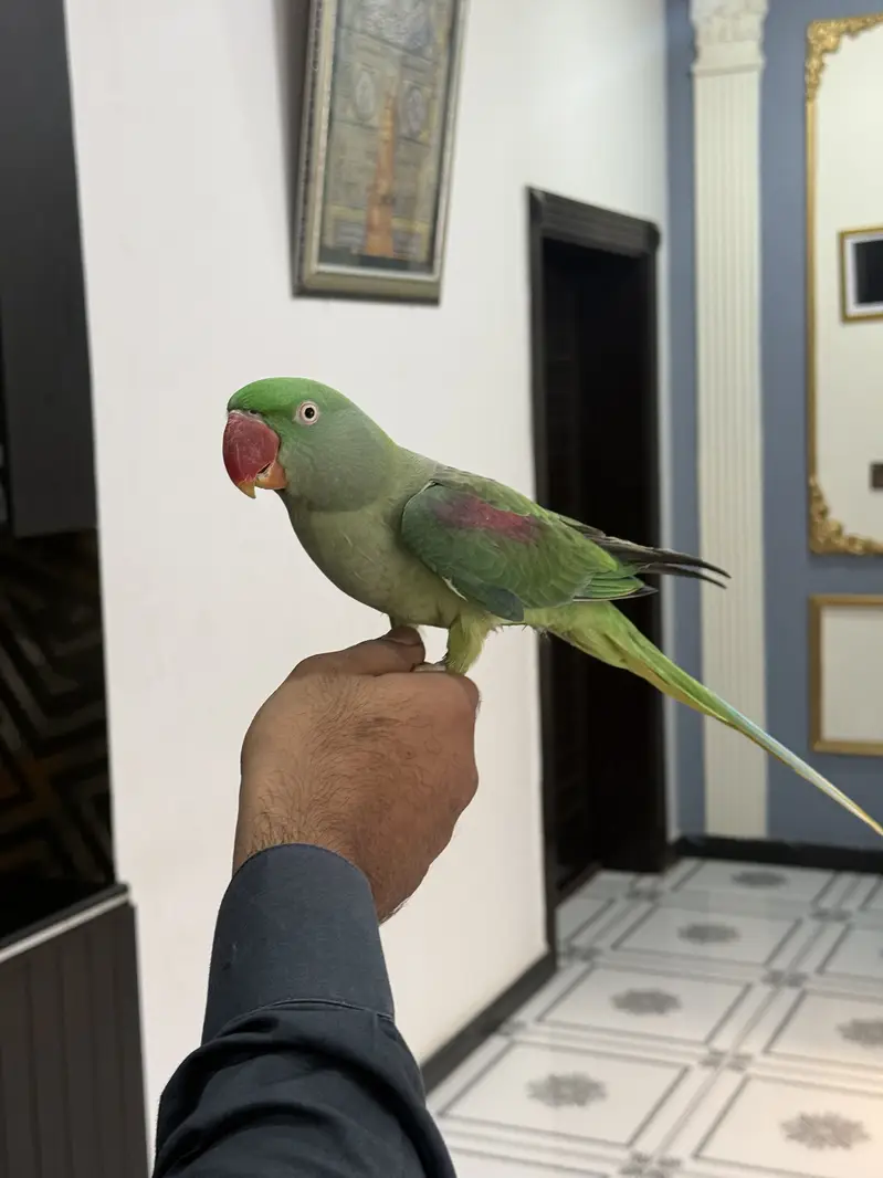 Beautiful raw parrot for sale with cage — photo 2