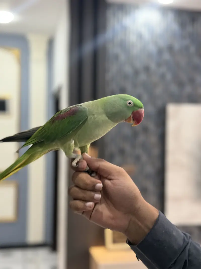 Beautiful raw parrot for sale with cage — photo 3