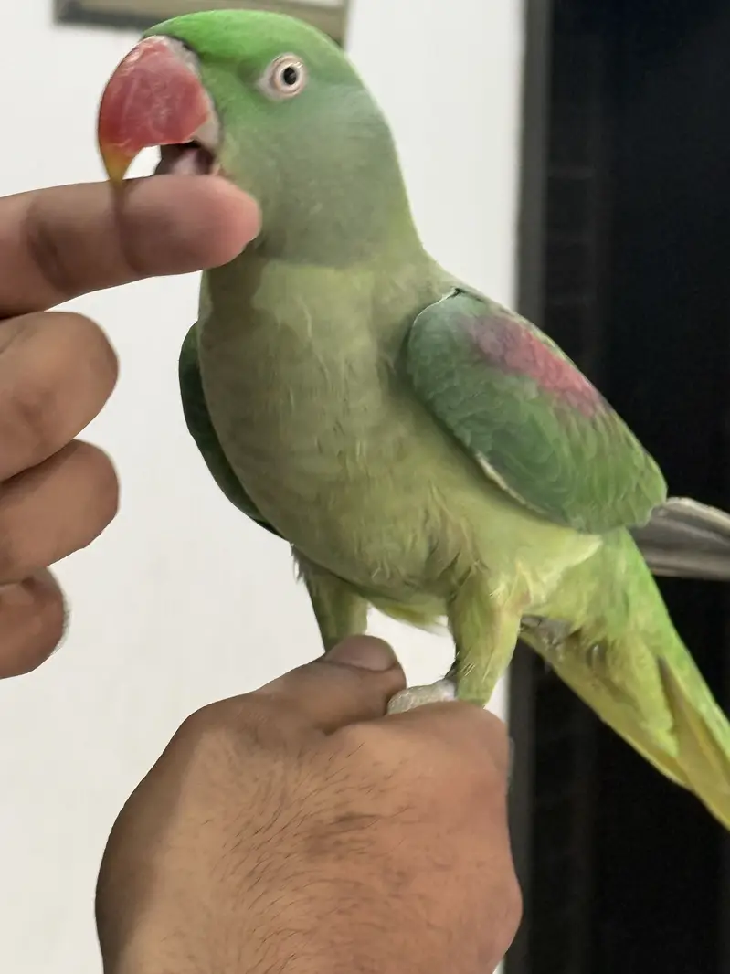 Beautiful raw parrot for sale with cage — photo 4