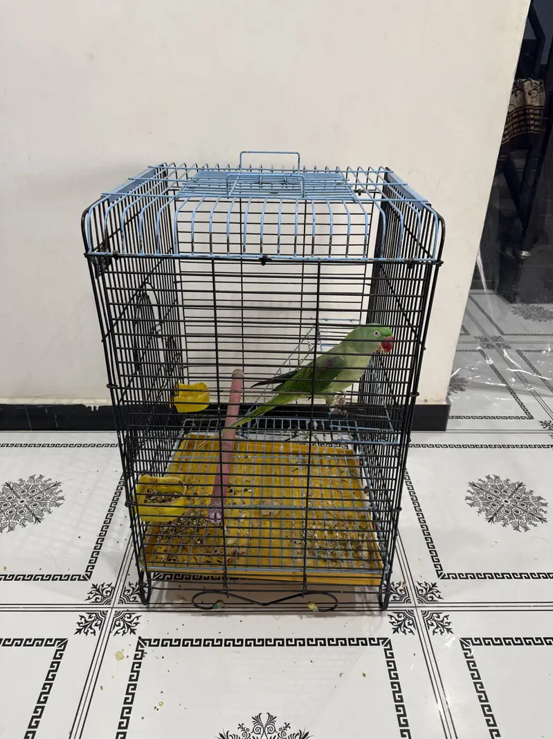 Beautiful raw parrot for sale with cage — photo 5