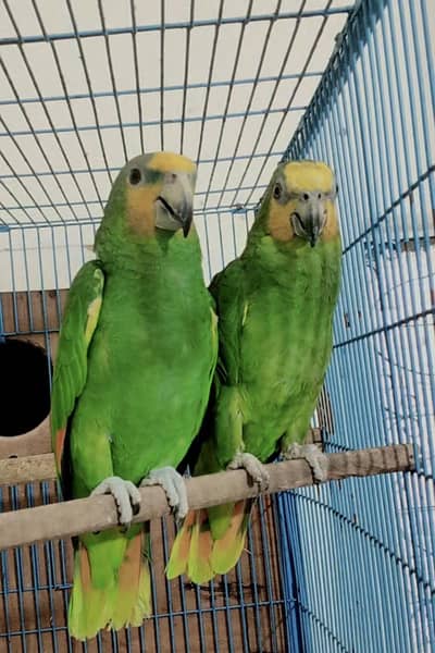 Extreme Quality Amazone Parrot Pair