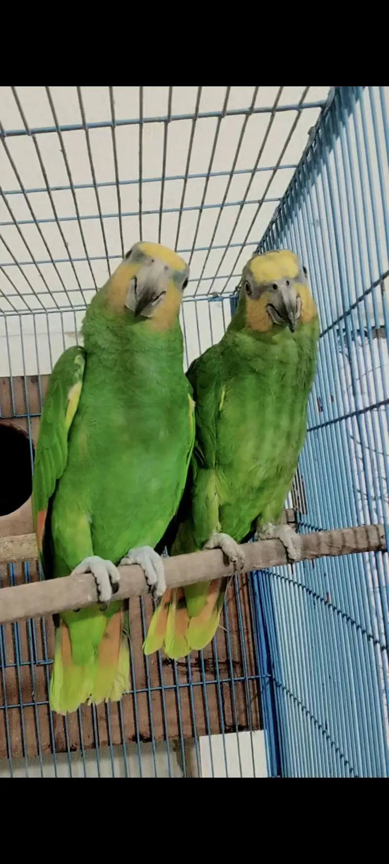 Extreme Quality Amazone Parrot Pair — photo 2