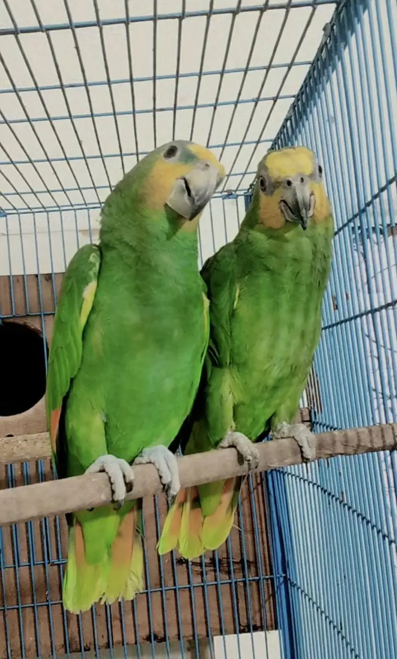 Extreme Quality Amazone Parrot Pair — photo 3