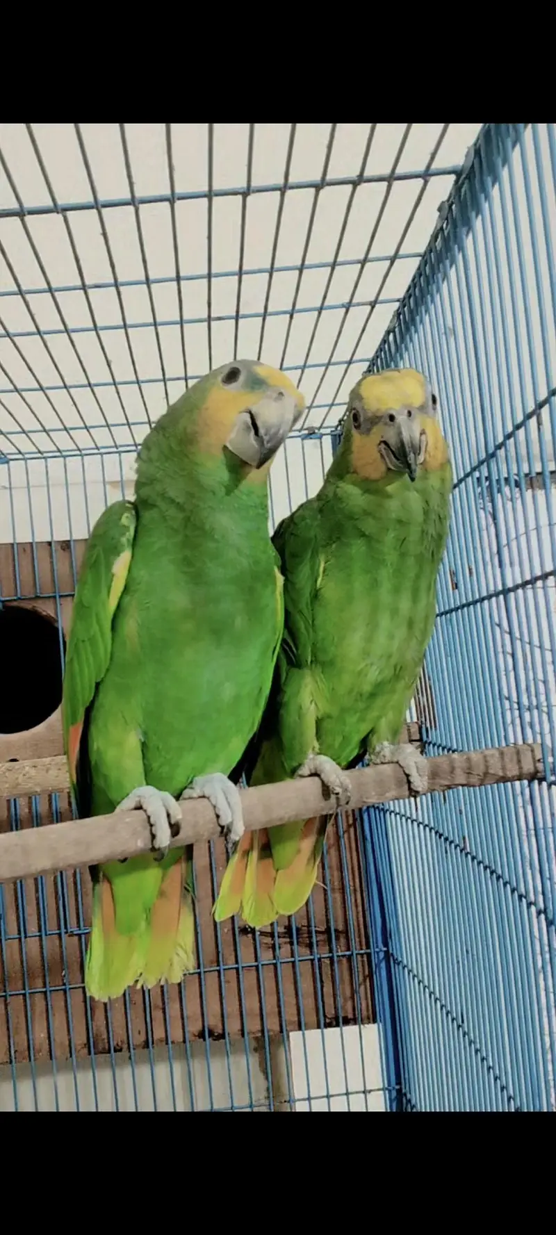 Extreme Quality Amazone Parrot Pair — photo 4