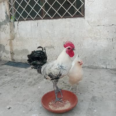 Mianwali Aseel Murghiyan for sale