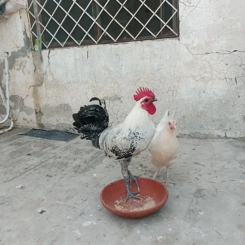 Mianwali Aseel Murghiyan for sale — photo 2