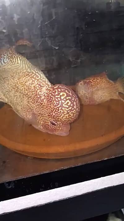 FLOWERHORN FRYS (GOLDEN BASE KML)