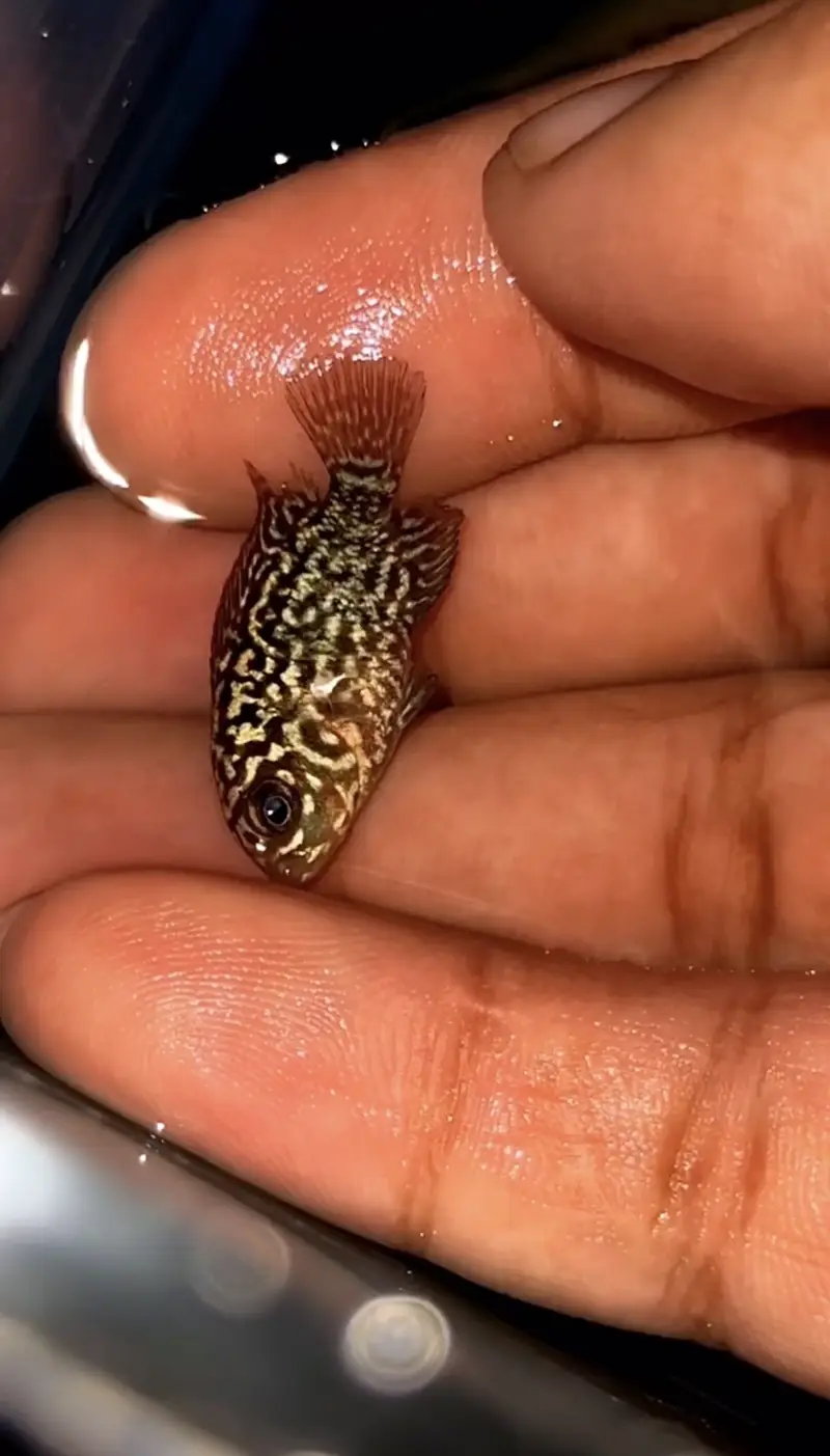 FLOWERHORN FRYS (GOLDEN BASE KML) — photo 2