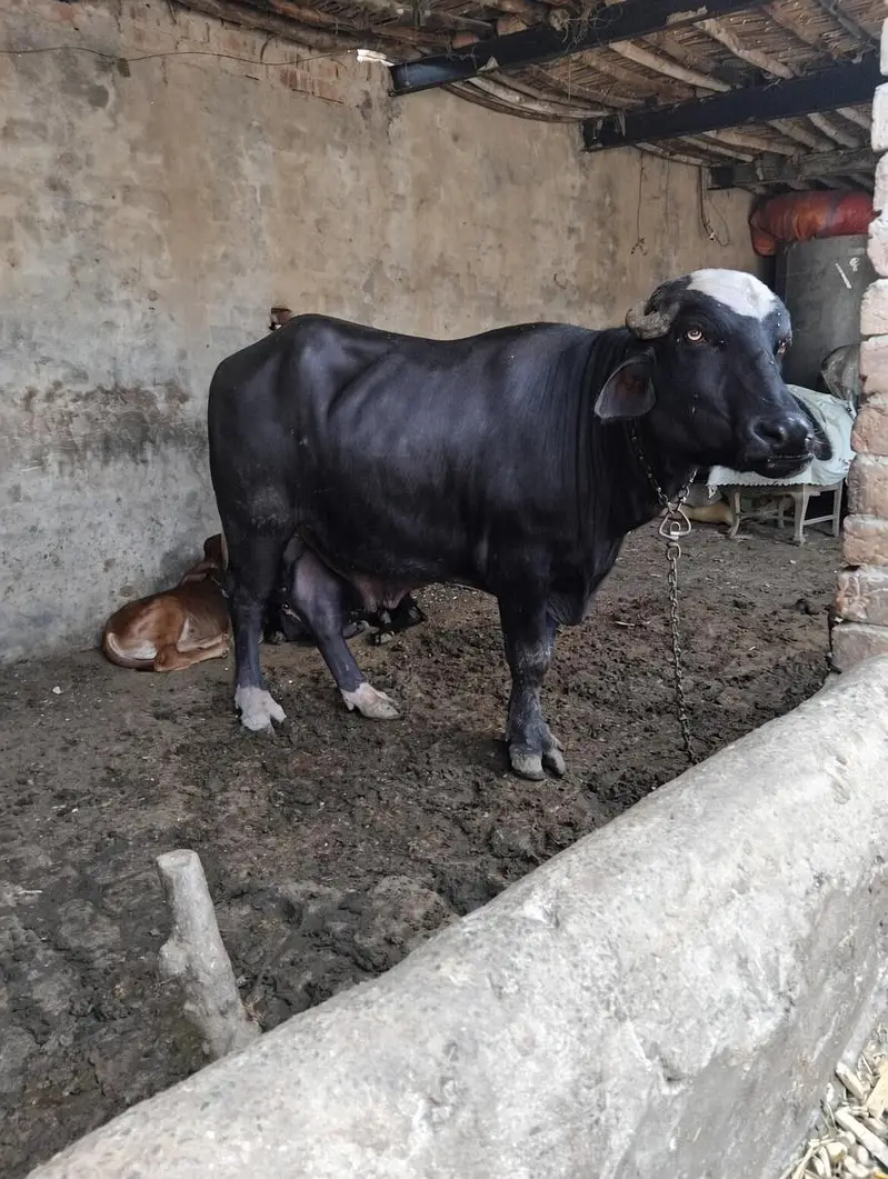 خوبصورت اور تندرست نر جھوٹا برائے فروخت - ریڑھی کا ہلا ہوا (7 من گوشت) — photo 3