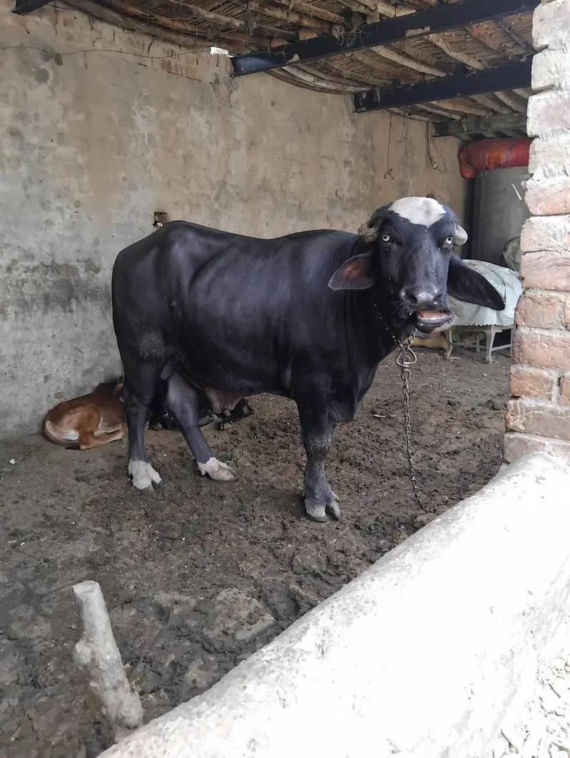 خوبصورت اور تندرست نر جھوٹا برائے فروخت - ریڑھی کا ہلا ہوا (7 من گوشت) — photo 5