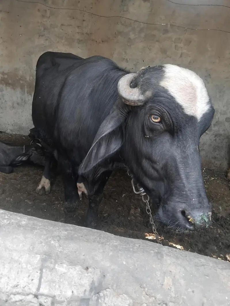 خوبصورت اور تندرست نر جھوٹا برائے فروخت - ریڑھی کا ہلا ہوا (7 من گوشت) — photo 6